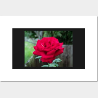 Royal William Hybrid tea red rose Posters and Art